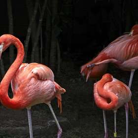 Nashville-Zoo-3-Flamingos_R732063