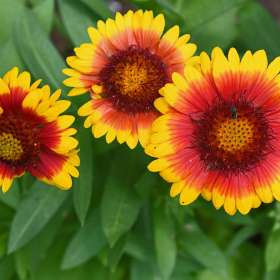 Phyllis-Tatum-weekly-challenge-Rule-of-odds