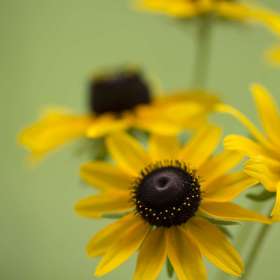 Vince-Peschio-RuleOfOdds