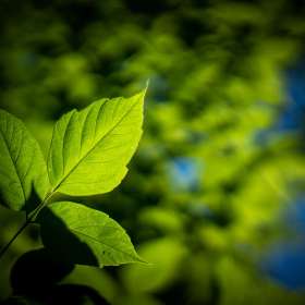 Al-Wood-Rule-of-Thirds-3