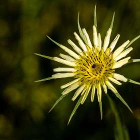 John-Mott-Rule-of-Thirds-1