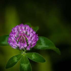 John-Mott-Rule-of-Thirds-2