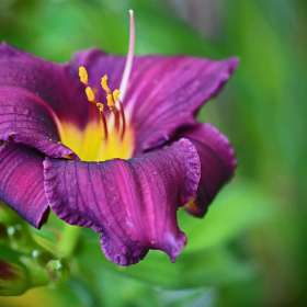 Phyllis-Tatum-Rule-of-Thirds-Weekly-Challenge-3