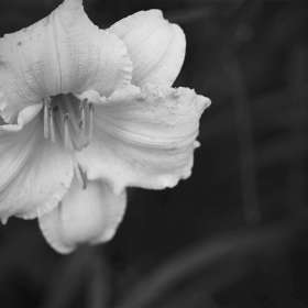 Phyllis-Tatum-Rule-of-Thirds-weekly-challenge-1