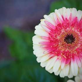 Phyllis-tatum-Rule-of-Thirds-weekly-challenge-2