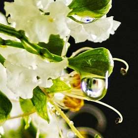 Droplets_R732846