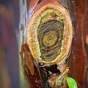 Japanese-Maple-Trunk-Knot-_R732817