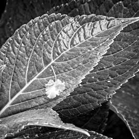 Leaves-BW_R732829v1