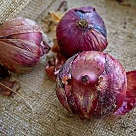 12th-St-South-Red-Onions_R732964