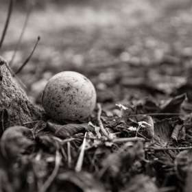 Al-Wood-Still-Life-1