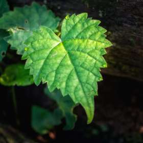 Al-Wood-Water-Drops-1