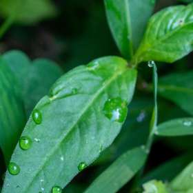 Al-Wood-Water-Drops-2