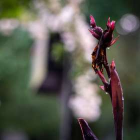 Al-Wood-Water-Drops-3