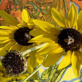 Barry Sokol - Red or Yellow