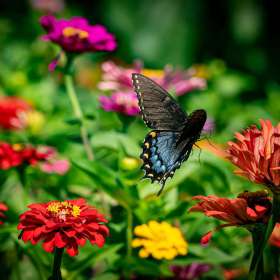 Fly-Away-Butterfly