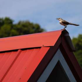 John-Mott-Red-or-Yellow-1