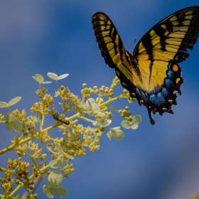 John-Mott-Red-or-Yellow-2