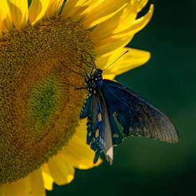 Joy-of-the-butterfly