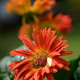 Kevin-Graham-Red-or-Yellow-2