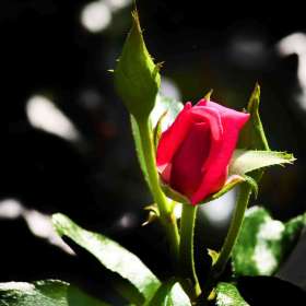 Phyllis-Tatum-Weekly-Challenge.Red_.2