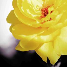 Phyllis-Tatum-Weekly-Challenge.Yellow.3