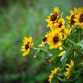 Phyllis-Tatum.Weekly-Challenge-Yellow.1