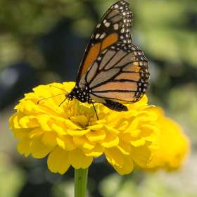 Vince-Peschio-Yellow-1