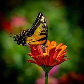 Weekly Challenge - Yellow or Red