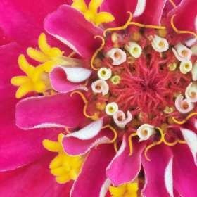 Zinnia2-IMG_3081