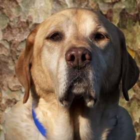 LesleyGill-Portrait-3