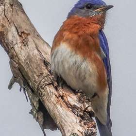 Loie-Frost-Portrait-Photography