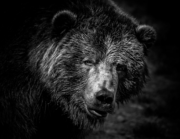 Martin_Cregg - Advanced Level - Open -Black and White Brown Be r