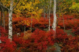 Acadia Fall Slide show