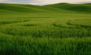 Wheat Palouse