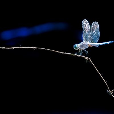 Anthony-Cappadona-Open-2nd-Place-POM July 2024