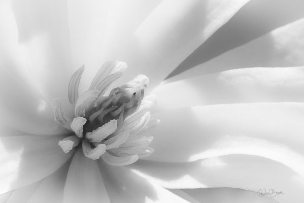 Diane-Burgett-Cheekwood-Outing