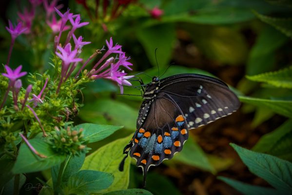Diane-Burgett-Huntsville-Botanical-Gardens-Outing-2