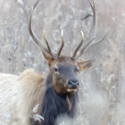 Jennifer-Laverty-Open-1st-Place-POM February 2024