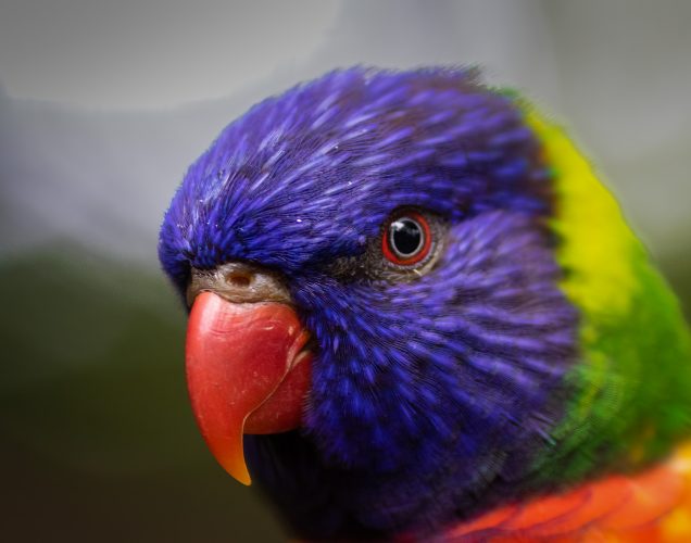 John-Mott-Nashville-Zoo-Outing