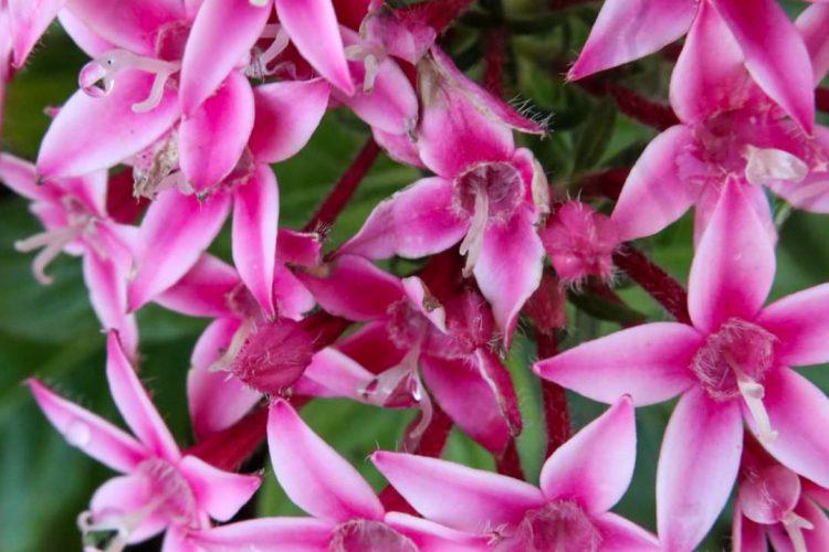 Marjorie-Pess-Huntsville-Botanical-Garden-Outing-1