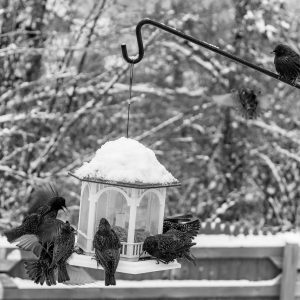 Animals & Mammals, B&W