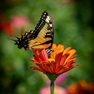 Flowers, Animals & Mammals