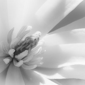 Flowers, B&W