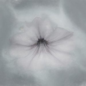 Flowers, B&W, Fine Art